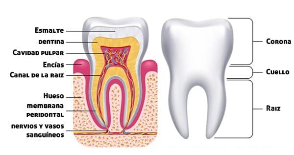 Anatomía del diente - Clínica Dental en Valencia ARTDENTA