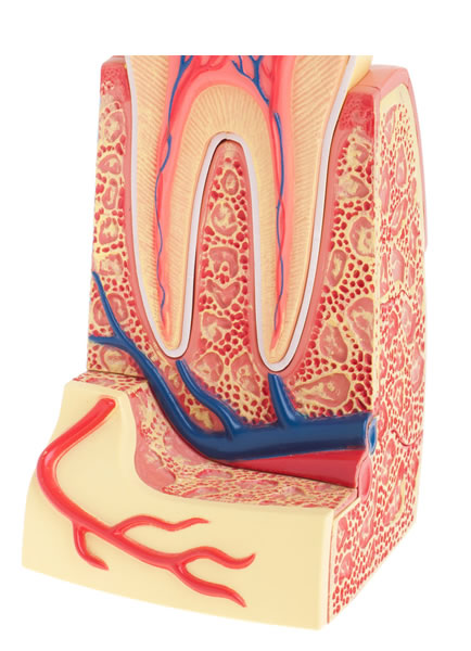 Pulpitis Dental | Cl&iacute;nica Dental Artdenta Valencia