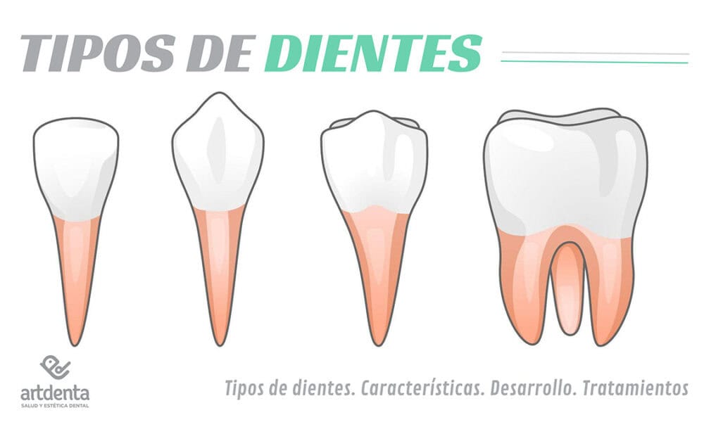 Banner Tipos de dientes | Cl&iacute;nica Dental Artdenta Valencia
