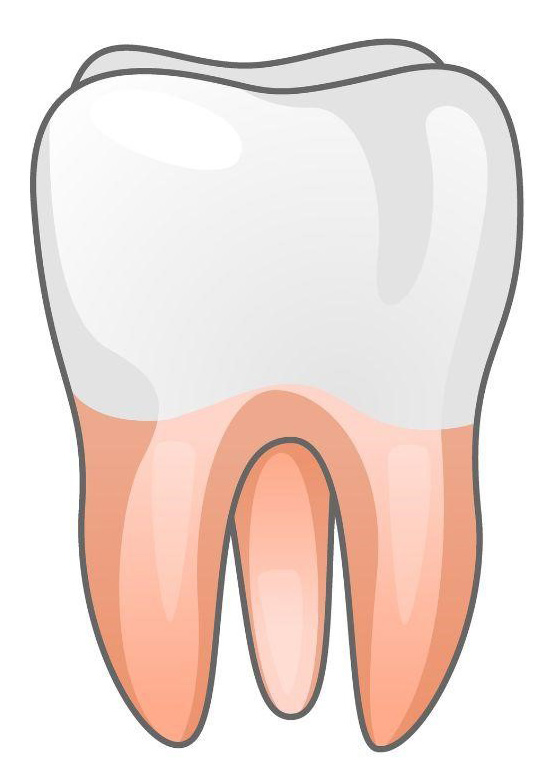 Tipos de dientes MOLAR | Clínica Dental Artdenta Valencia