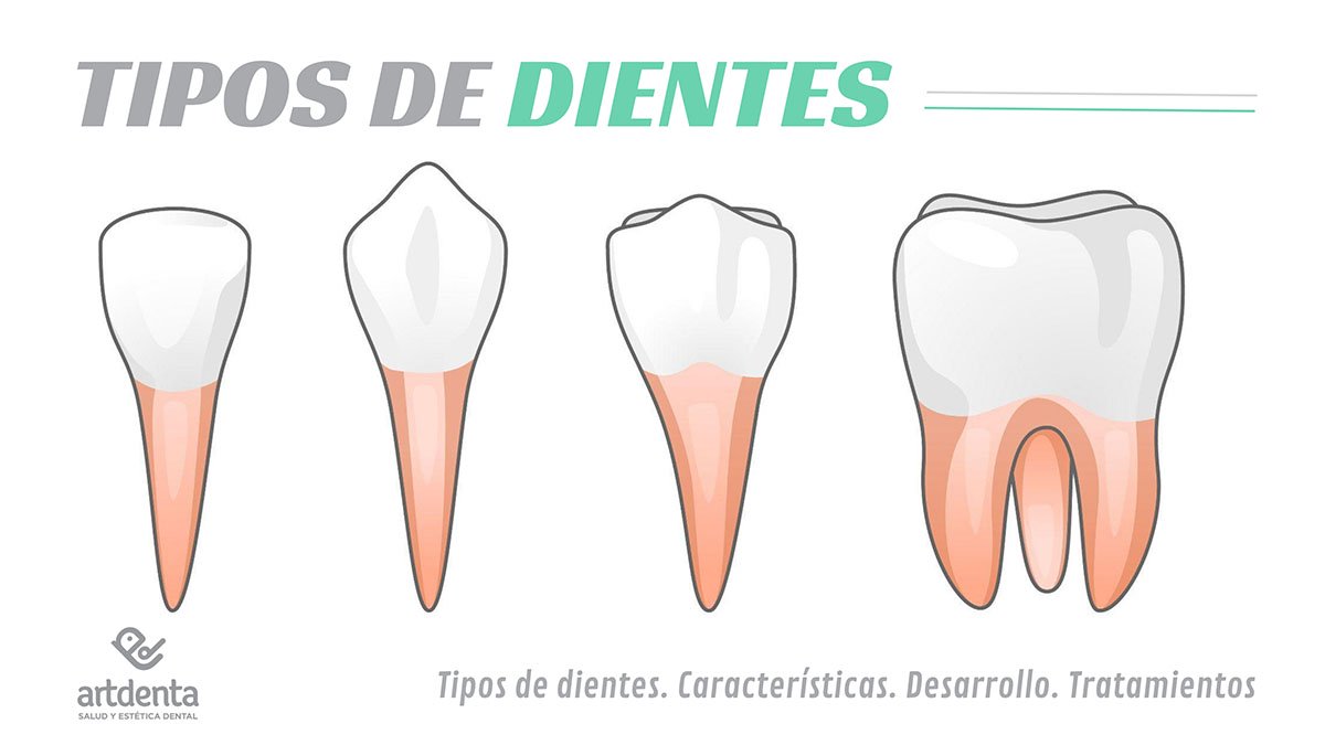 Banner Tipos de dientes | Clínica Dental Artdenta Valencia
